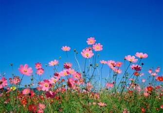 Gerber Daisy Wallpaper Beautiful By Best HD