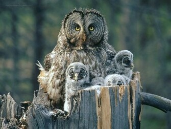 Beautiful Wallpaper For Desktop Owl HD
