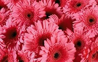 Floral Wallpaper Picture Rose