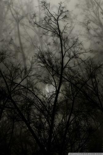 Dark Forest 4k HD Desktop Wallpaper For Ultra Tv Tablet
