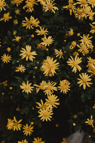 Yellow Flowers With Green Leaves Photo Flower Background