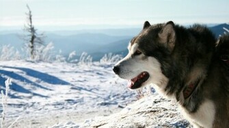 Pin Malamute Dog Wallpaper