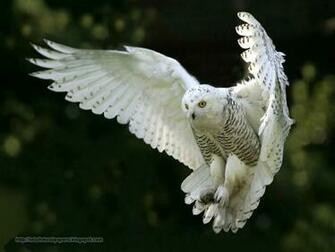Beautiful Wallpaper For Desktop Owl HD