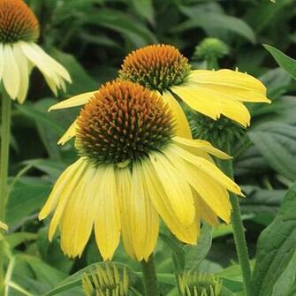 Go Back Gallery For Yellow Coneflower Varieties