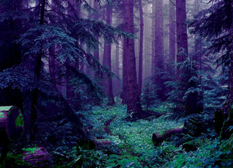 Teldrassil In Real World By Yecgaa Moon Elf Druid Night