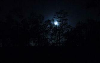 Nature Trees Dark Night Forest Moon Wallpaper