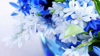 Full Screen Flowers For Desktop