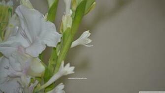 Tuberose HD Wallpaper Desktop