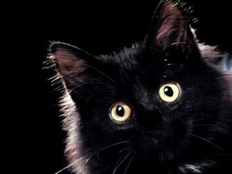 Cat Desktop Wallpaper Kittens Angry Kitten