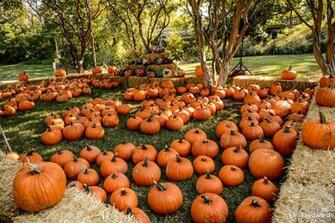 Carves Up Fun With Pumpkins In The Park Your Cities