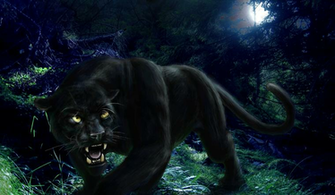 Cool Panther Pictures On Animal Picture Society