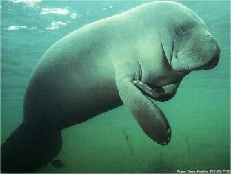 Beautiful Sea Creatures Wallpaper Sa