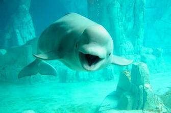 Beluga Whale Wallpaper Image Group