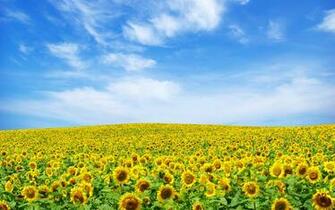 Sunflower Landscape Wallpaper HD