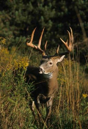 Realtree Max Wallpaper