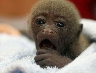 Cute Monkey The Art Mad Wallpaper