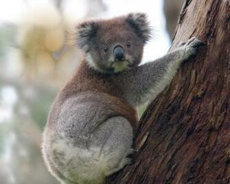 Baby Koala Climbing On Tree