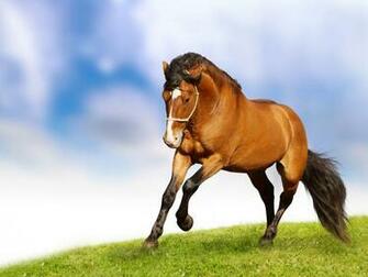 Horse Wallpaper