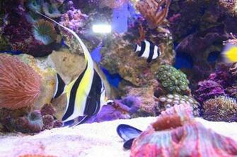 Moorish Idol Wallpaper E