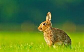 Rabbits Flowers