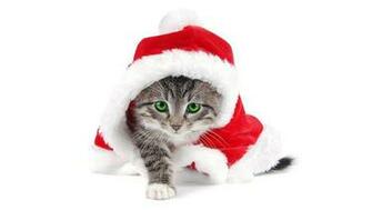 Cute Christmas Cat HD Wallpaper For iPhone