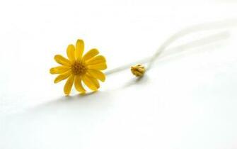 Yellow And White Wallpaper High Definition Quality