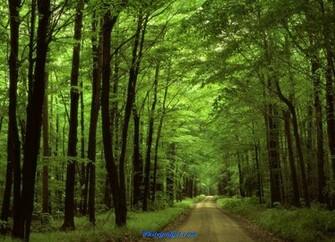 109217d1339827004 Rainforest Wallpaper Image Jpg