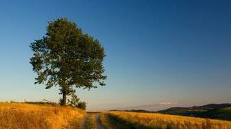 Wonderful HD Oak Tree Wallpaper HDwallsource