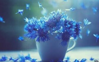 Wallpaper Cornflowers In The Cup X Widescreen