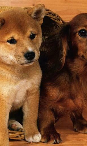 Dachshund Wallpaper App For Android
