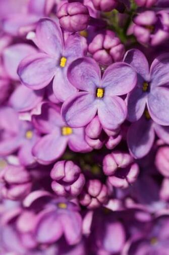 Purple Lilacs Wallpaper Lilac