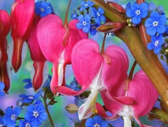Bleeding Heart Flowers Wallpaper HD