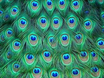 Wallpaper Of Peacock Feathers HD