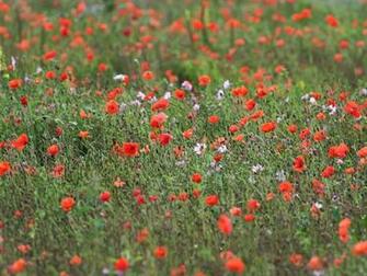 Of Red Poppies And Wildflowers Meadows Background Pixels