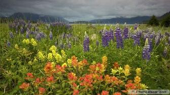 Sixteen Beautiful Flowers High Definition Wallpaper