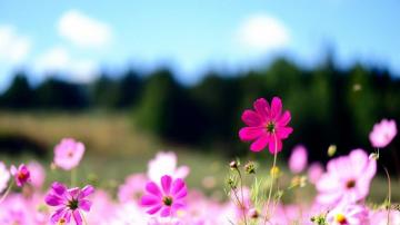 Spring Wallpaper HD Live Flower Desktop