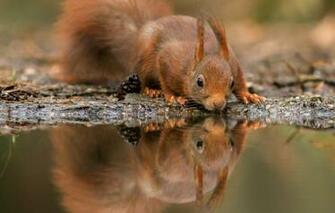 Wallpaper Water Nature Pose Reflection Cute Protein Muzzle