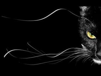 Puma Wallpaper Background Theme Desktop
