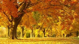 Fall Computer Wallpaper Desktop Background Id