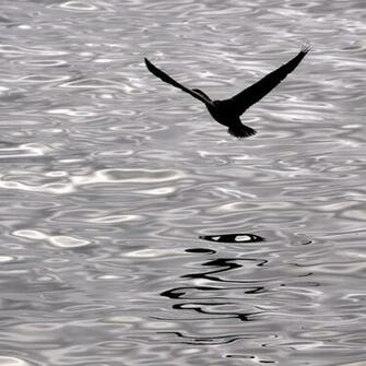 iPad HD Wallpaper Bird In Flight