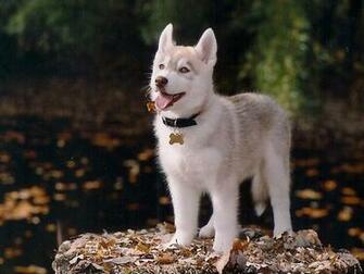 Husky Wallpaper Baby Siberian HD