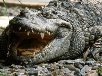 Computer Wallpaper For Crocodile