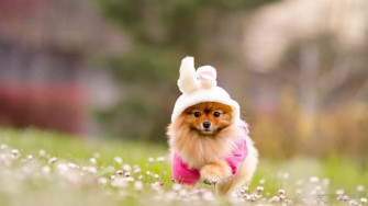 Pomeranian Wallpaper Cell Phone
