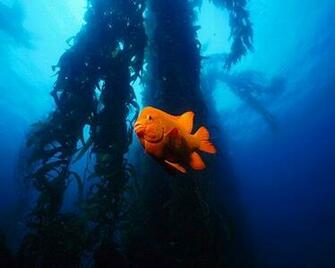Goldfish Swimming Wallpaper Enjoy Orange