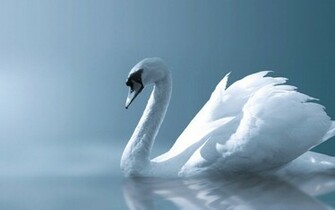 Angel Swan Desktop Pc And Mac Wallpaper