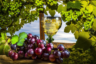Grape Wallpaper