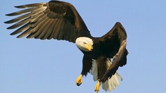 Bald Eagle Computer Wallpaper Desktop Background Id