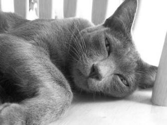 Pleased Korat Photo And Wallpaper Beautiful Pictures