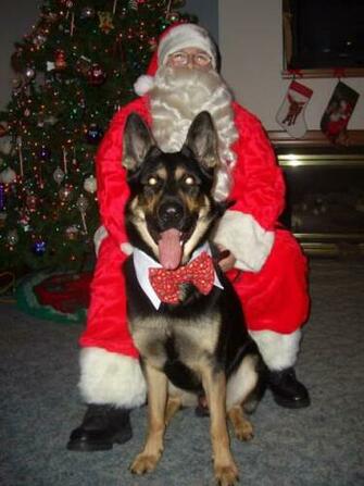 Christmas German Shepherd Pictures Dog
