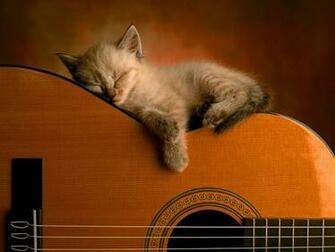 My Top Collection Funny Cat Wallpaper